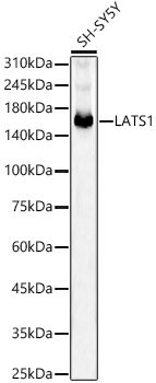 LATS1 Rabbit mAb