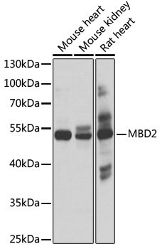 MBD2 Rabbit pAb
