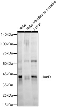 JunD Rabbit mAb