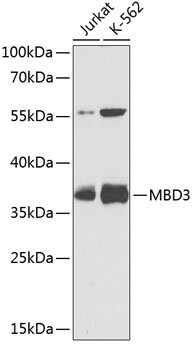 MBD3 Rabbit pAb
