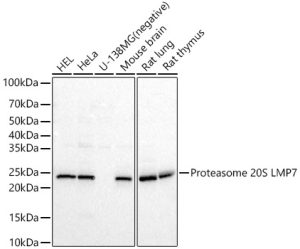 Proteasome 20S LMP7 Rabbit pAb