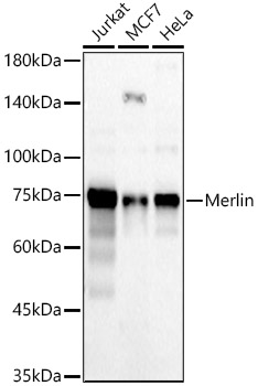Merlin Rabbit pAb