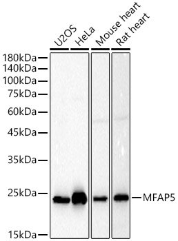 MFAP5 Rabbit pAb