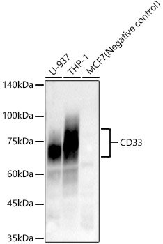 CD33 Rabbit mAb