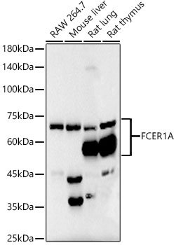 FceR1 alpha Rabbit mAb