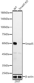 [KO Validated] Smad5 Rabbit mAb