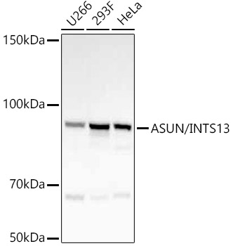 ASUN/INTS13 Rabbit mAb