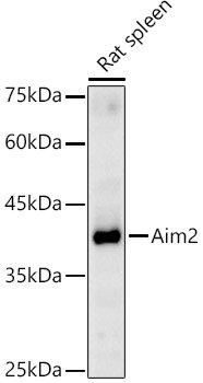 Aim2 Rabbit pAb