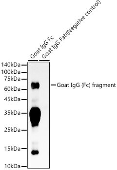 Goat IgG (Fc) fragment Rabbit mAb