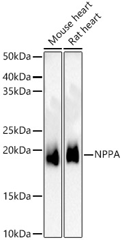 NPPA Rabbit pAb