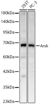 Arsk Rabbit pAb