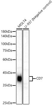 CD7 Rabbit mAb