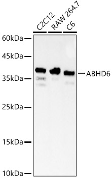 ABHD6 Rabbit pAb