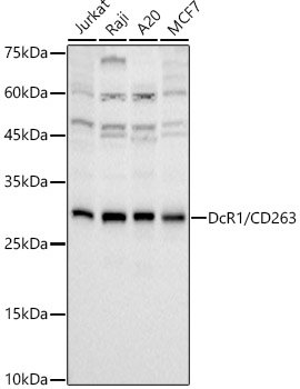 DcR1 / CD263 Rabbit mAb