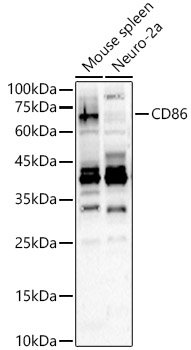 CD86 Rabbit pAb