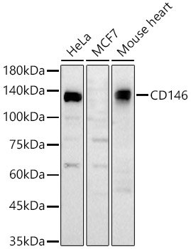 CD146 Rabbit pAb