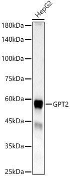GPT2 Rabbit pAb