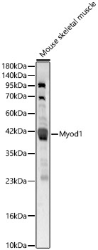 Myod1 Rabbit pAb