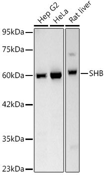 SHB Rabbit mAb