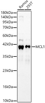 MCL1 Rabbit pAb