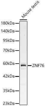 ZNF76 Rabbit pAb