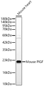 Mouse PlGF Rabbit pAb