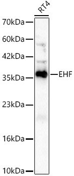 EHF Rabbit mAb