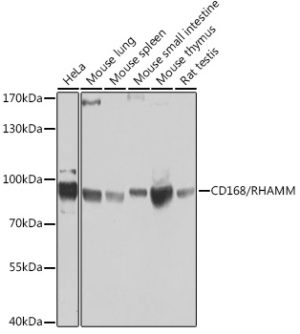 CD168/RHAMM Rabbit pAb