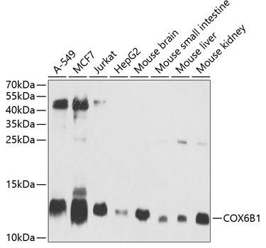COX6B1 Rabbit pAb