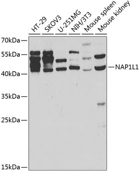 NAP1L1 Rabbit pAb