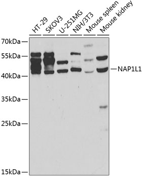 NAP1L1 Rabbit pAb