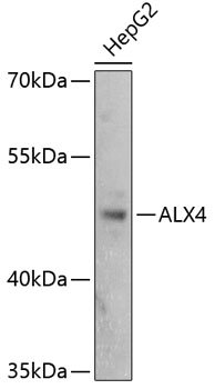ALX4 Rabbit pAb