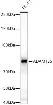 ADAMTS5 Rabbit pAb