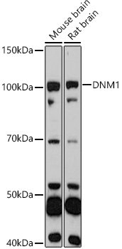 DNM1 Rabbit pAb