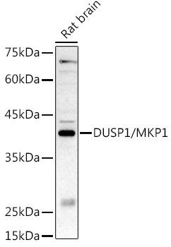 DUSP1/MKP1 Rabbit pAb