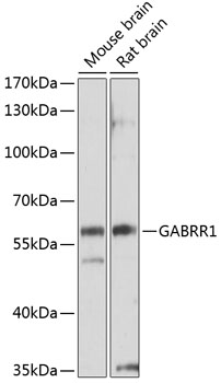 GABRR1 Rabbit pAb