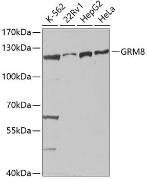 GRM8 Rabbit pAb