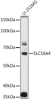 SLC16A4 Rabbit pAb