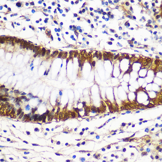 14-3-3 gamma Rabbit pAb
