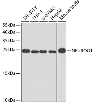 NEUROG1 Rabbit pAb