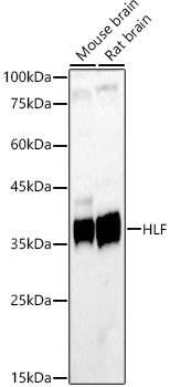 HLF Rabbit pAb