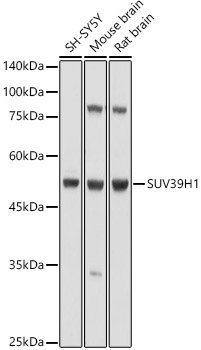 SUV39H1 Rabbit pAb