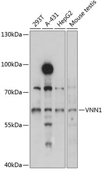 VNN1 Rabbit pAb