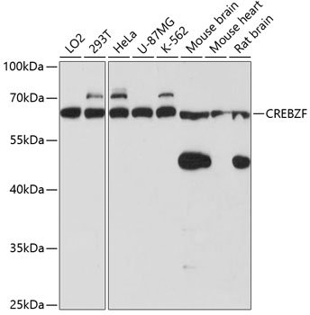 CREBZF Rabbit pAb