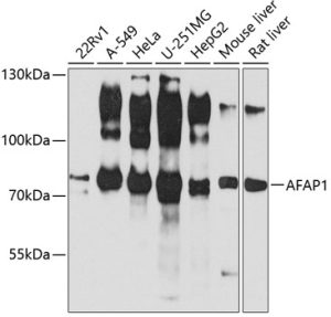AFAP1 Rabbit pAb