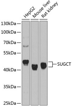 SUGCT Rabbit pAb