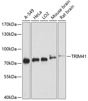 TRIM41 Rabbit pAb