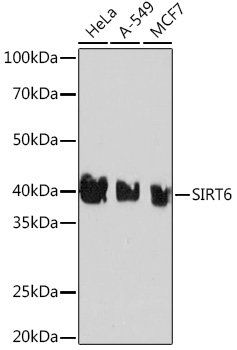 SIRT6 Rabbit mAb