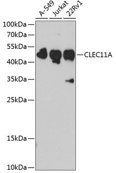 CLEC11A Rabbit pAb