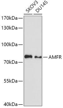 AMFR Rabbit pAb